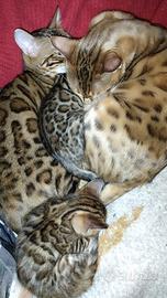 Bengal,pura sanGua,femmina 60 giorni