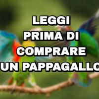 Pappagallo