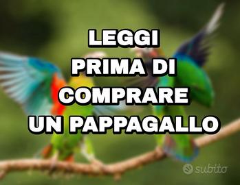 Pappagallo