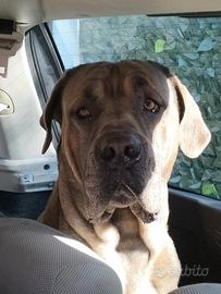 Cane Corso color Formentino