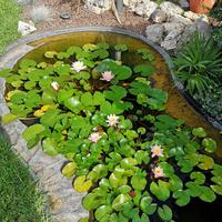 Laghetto per giardino per piante o pesci