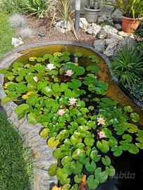 Laghetto per giardino per piante o pesci