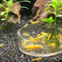 Neocaridina davidi yellow