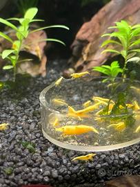 Neocaridina davidi yellow