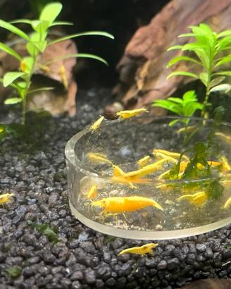 Neocaridina davidi yellow