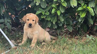 Labrador biondi disponibili