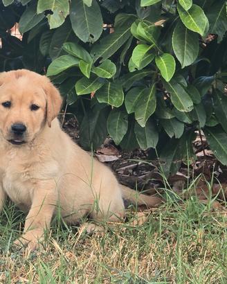 Labrador biondi disponibili