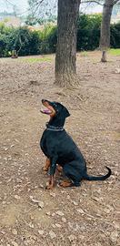 Cuccioli dobermann
