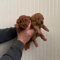 Barboncino mini toy red 2 femmine 1 maschio