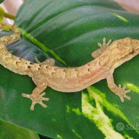 Lepidodactylus lugubris