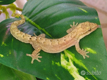 Lepidodactylus lugubris