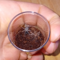 Lasiodora striatipes