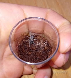 Lasiodora striatipes