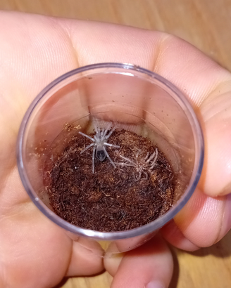 Lasiodora striatipes
