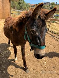Pony