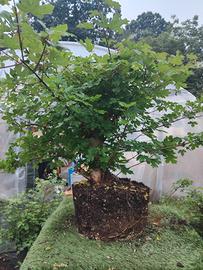 Bonsai