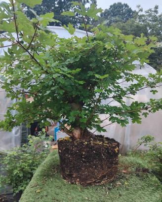 Bonsai