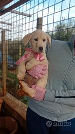 Hakuna, matata e timon , cuccioli