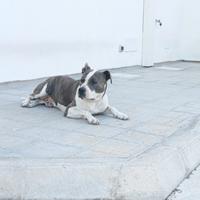 American Staffordshire terrier