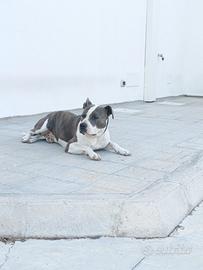 American Staffordshire terrier