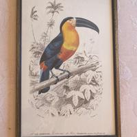 Set di quadri vintage uccelli esotici – 30x45 cm