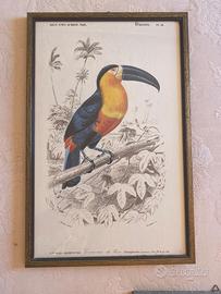 Set di quadri vintage uccelli esotici – 30x45 cm