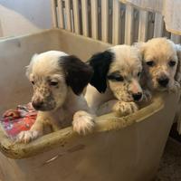 4 cuccioli di setter inglese