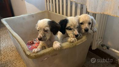 4 cuccioli di setter inglese