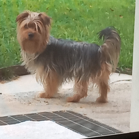 Yorkshire terrier per accoppiamento