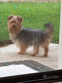 Yorkshire terrier per accoppiamento