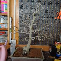 bonsai di faggio