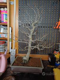 bonsai di faggio