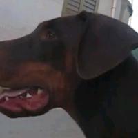 Dobermann