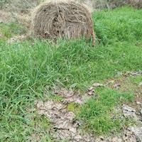 fieno per pacciamatura 