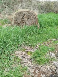 fieno per pacciamatura 