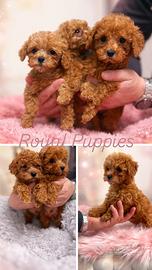 Cuccioli di barboncino varie taglie Red /nero