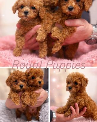 Cuccioli di barboncino varie taglie Red /nero