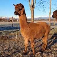 Stallone alpaca