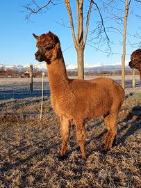 Stallone alpaca