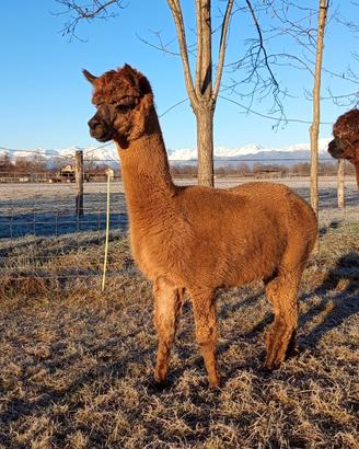 Stallone alpaca