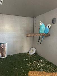 Cocorite da allevare a mano