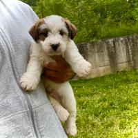 Jack Russell alta genealogia