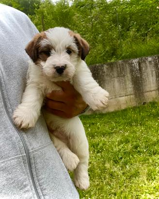 Jack Russell alta genealogia