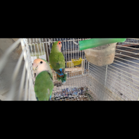 Inseparabili