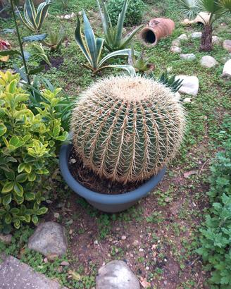 cuscino della suocera