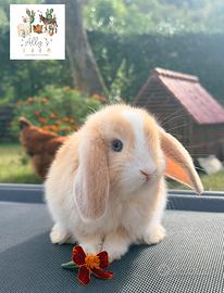 Cucciola femmina di coniglio razza ARIETE NANO