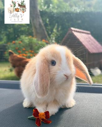 Cucciola femmina di coniglio razza ARIETE NANO