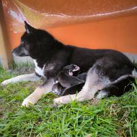 Husky cuccioli con pedigree