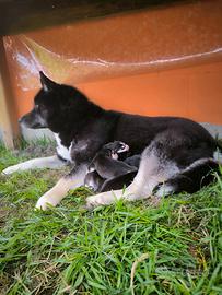 Husky cuccioli con pedigree