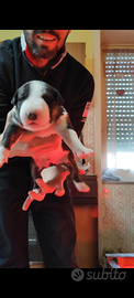 Cuccioli di bull terrier standard